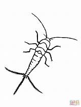 Silverfish coloring page  Free Printable Coloring Pages sketch template