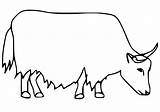 Yak Coloring Pages  Free Printable For Kids sketch template