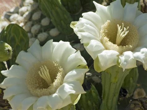 Carnegiea gigantea - Saguaro Cactus | World of Flowering Plants