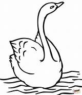 Swimming Swan coloring Page  Free Printable Coloring Pages sketch template
