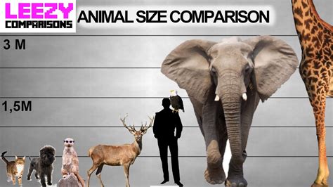 Animal Penises Size Comparison – Telegraph