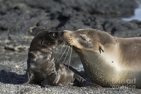 Galapagos Fur Seals Photograph by Dr P. Marazzi - Fine Art America