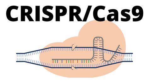 How CRISPR Cas9 works (animation explained in 1 minute) - YouTube