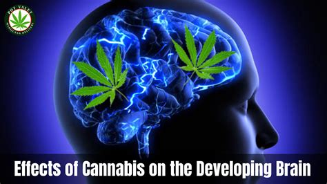 Effects of Cannabis on the Developing Brain | Pot Valet