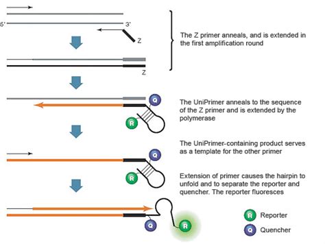 Introduction to PCR Primer & Probe Chemistries | Bio-Rad