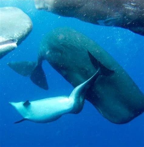 5 Amazing Facts About Hourglass Dolphins - Awesome Ocean