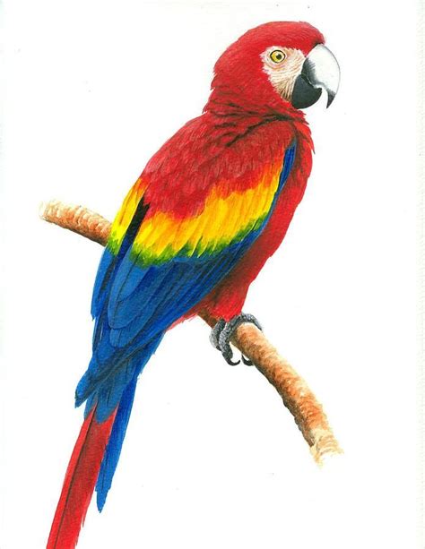 Scarlet Macaw Painting by Christopher Cox | Birds | Pinterest | Scarlet, Bird and Drawing ideas