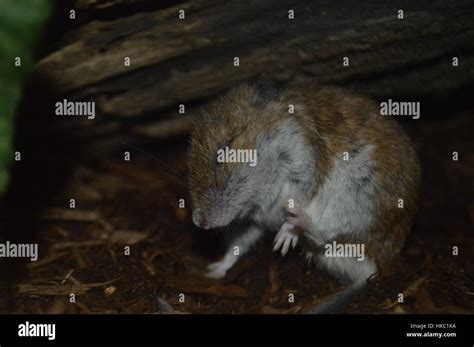 Field mice hi-res stock photography and images - Alamy