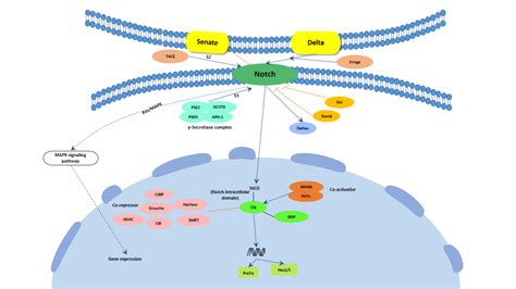 Notch signaling pathway - Cusabio