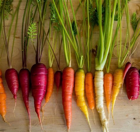 Organic-Carrots-from-the-Garden-482906349_5417x3611-2_2.jpg?v=1500077176