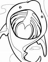 Basking Shark Color Page X Coloring Pages  ClipArt Best sketch template