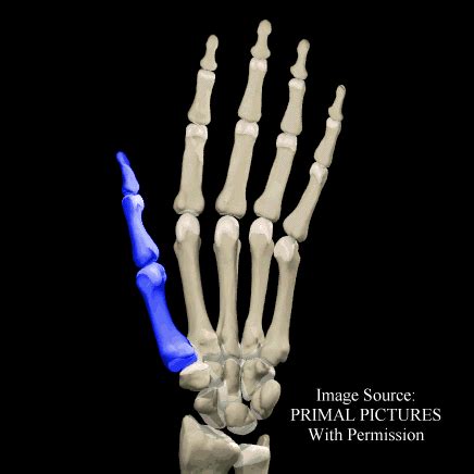 Bones: Thumb