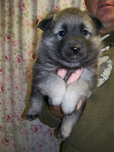 For The Love Of Norwegian Elkhounds: Elkhound Puppies For Sale 4 Weeks Old