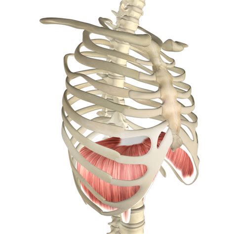 Diaphragm Muscle, Its Attachments and Actions - Yoganatomy