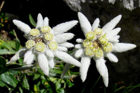 Edelweiss: The National Flower of Switzerland