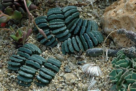 FLORACIONES EN MÁLAGA Y MÁS: Jardín Botánico de cactus y otras ...