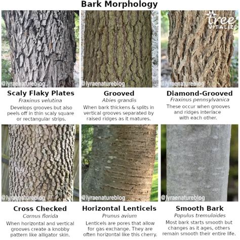 18 Different Types of Ash Trees & Their Identifying Features