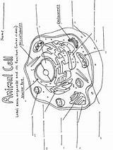Cell Membrane Organelles Coloring Labeling Worksheet Overview Animal  sketch template