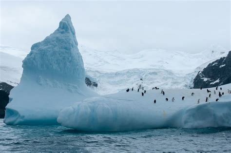 12 Photos of Elephant Island That Will Make You Want To Go To Antarctica | Antarctica, Elephants ...