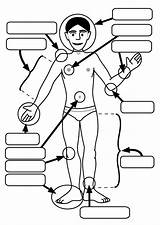 Body Parts Coloring Pages  Nation sketch template