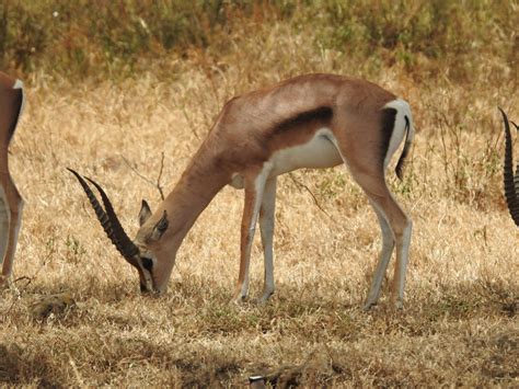 Grant’s Gazelle | SIMILAR BUT DIFFERENT IN THE ANIMAL KINGDOM