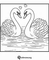 24 Free Swan Coloring Pages – The Color Cove sketch template