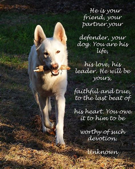 A Dog Poem - Steve's Digicams Forums | Dog poems, Dog quotes, Dogs