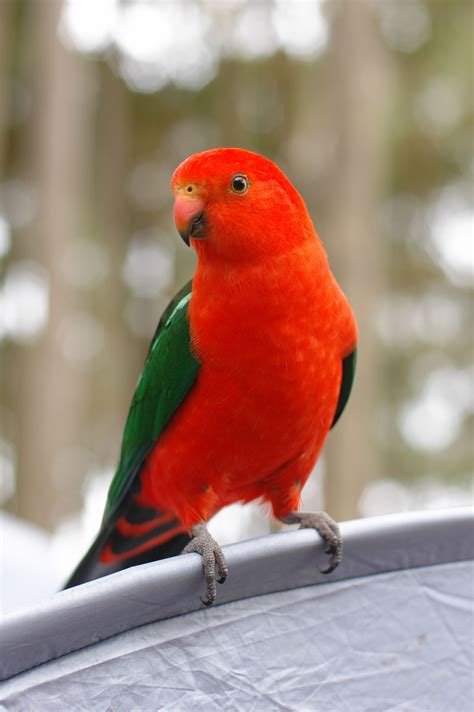 El papagayo australiano (Alisterus scapularis) es una especie de ave psitaciforme de la familia ...