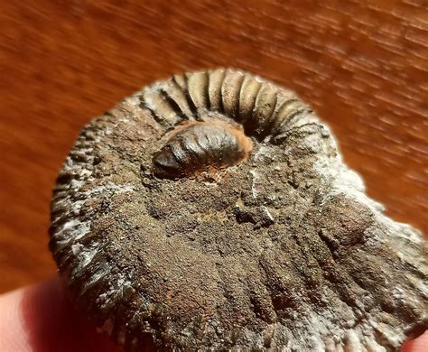 Chiton? - Members Gallery - The Fossil Forum