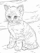 Free Printable Kitten Coloring Pages For Kids sketch template