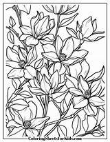 Magnolia Coloring Pages Free Downloads  Sheets For Kids sketch template