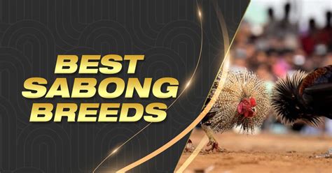 Best Sabong Breeds for Cockfighting | Expert Insights from Sabong International 2024