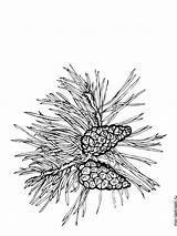 Pine Tree coloring Pages For Kids Free Printable sketch template