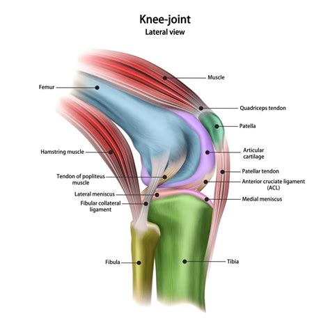 Diagram Of Tendons And Ligaments