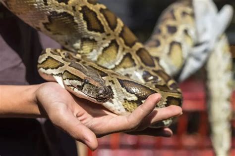 Burmese Pythons as Pets (What You Need to Know) - ReptileHow.com