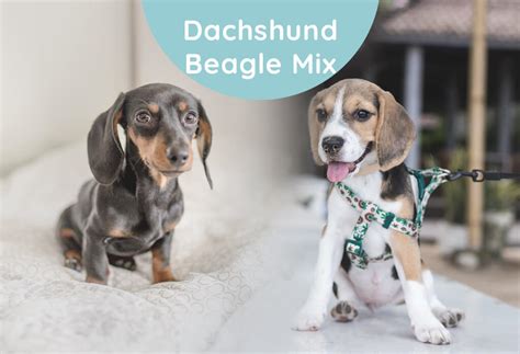 Dachshund Beagle Mix- Understanding This Doxle Dog - Weary Panda