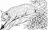 Cheetah Printable Coloring Pages sketch template