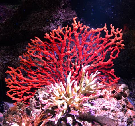 Flower sea living red coral reef growing on the rocks - stock photo ...