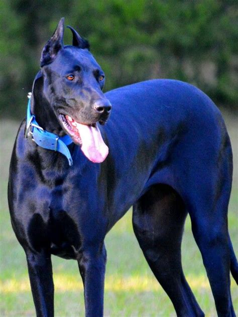 Great DoberDane, Nyx | Big dogs, Large dog breeds, Hound dog breeds