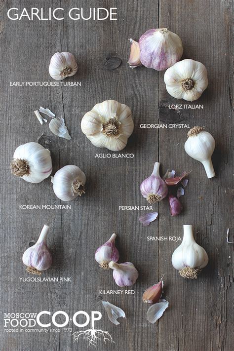 Garlic Guide — Moscow Food Co-op