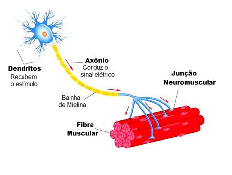 Actualizar 87+ imagen neuronios desenhos - Abzlocal.mx