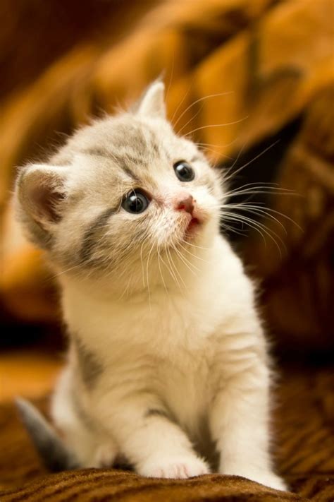 How cute is this kitten | Chat mignon, Chats et chatons, Chien chat