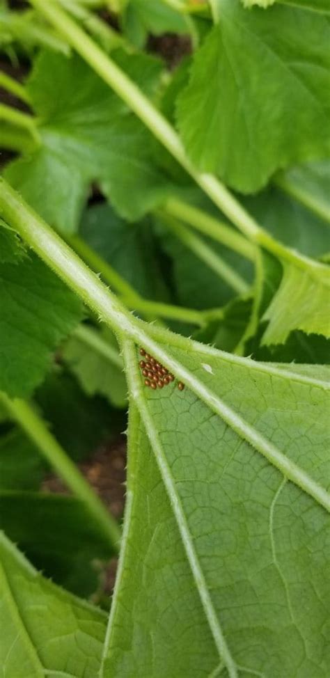 squash vine borer eggs - Backbone Valley Nursery