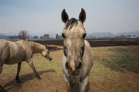 Frantic Evacuation in California Left Animals to Face Wildfire Alone ...