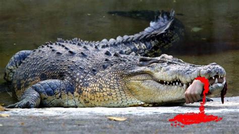 10 Most Dangerous Crocodile Species In The World - YouTube