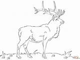 Bull elk coloring Pages Download And Print For Free sketch template