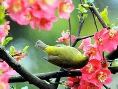 green bird, pink blossoms (I long for spring) Birds In The Sky, Love Birds, Beautiful Birds ...