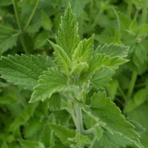 Organic Catnip Seed - Adaptive Seeds