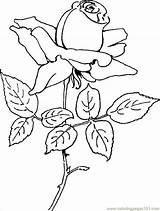 coloring Pages Of roses  Clip Art Library sketch template