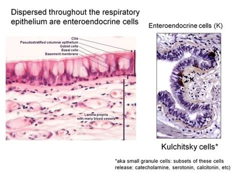 Respiratory System Flashcards | Quizlet